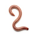 A single segmented millipede curled against a white background Royalty Free Stock Photo