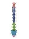 the segments of the human spine