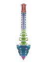 the segments of the human spine