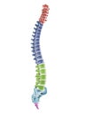 the segments of the human spine