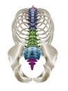 the segments of the human spine