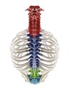 the segments of the human spine