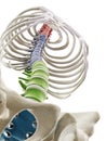 the segments of the human spine