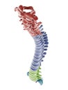 The segments of the human spine
