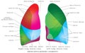 The Segments of lung