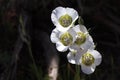 Sego Lilies in Mesa Verde Royalty Free Stock Photo