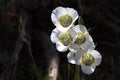 Sego Lilies in Mesa Verde