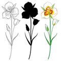 Set with Calochortus nuttallii or Sego lily flower, bud and leaves in black and color isolated on white background. Royalty Free Stock Photo