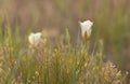 Sego Lily backlit by evening sunlight