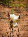 Sego Lily, Calochortus nuttallii