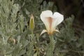 Sego Lily flower growing above sage brush leaves
