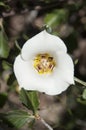 Sego Lily in the Utah Desert