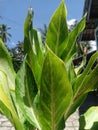 seguine, the most popular Dieffenbachia species, is a native of Brazil with clusters of large ovate leaves with green