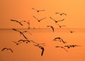 Segulls flying in the golden sky