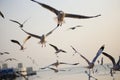 Segulls Royalty Free Stock Photo