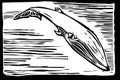 Sei Whale