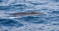 The sei whale - Balaenoptera borealis