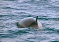 The sei whale - Balaenoptera borealis