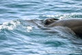 The sei whale - Balaenoptera borealis