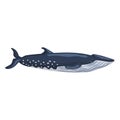 Sei whale isolated on white background. Cartoon character of ocean for children. Simple print with marine mammal