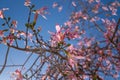 Seiba specoisa. Many petal pink flowers against blue sky. Royalty Free Stock Photo