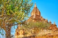 Sein Nyet Ama Temple behind the cactus tree, Bagan, Myanmar Royalty Free Stock Photo