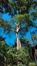 Seing Green Tree in the Forest