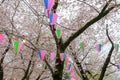 Cherry Blossom Festival at Kita-in Temple,Kosenbamachi,Kawagoe,Saitama,Japan on April9,2017:Sakura Festival lanterns and beautifu