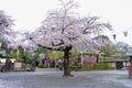 Cherry Blossom Festival at Kita-in Temple,Kosenbamachi,Kawagoe,Saitama,Japan on April9,2017:Sakurafubuki or cherry blossom blizzar