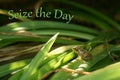 Seize the day - Inspirational Quote