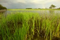 Paddy field