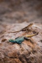 Sekukhune Flat Lizard and African Striped Skink on Stone, South Africa Royalty Free Stock Photo