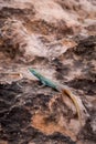Sekukhune Flat Lizard Platysaurus orientalis on Stone, South Africa Royalty Free Stock Photo