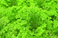 Selaginella Royalty Free Stock Photo