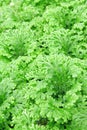 Selaginella Royalty Free Stock Photo