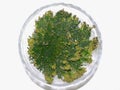 Selaginella Royalty Free Stock Photo