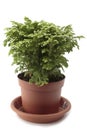 Selaginella Royalty Free Stock Photo