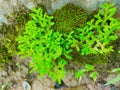 Selaginella kraussiana is a Selaginellaceae familly