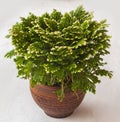 Selaginella martensii