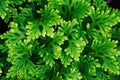 Selaginella tamariscina (P. Beauv. ) Spring Royalty Free Stock Photo