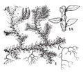 Selaginella vintage illustration