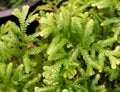 Selaginella wallichii or Spike Moss in the garden Royalty Free Stock Photo