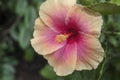 Selangor, Malaysia - October 22, 2020 : Hibiscus rosa-sinensis, known colloquially as Chinese hibiscus, China rose, Hawaiian hibis