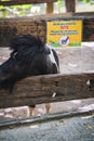 Warning sign "Animal ted to bite, please do not put your hand into the enclosure' at pony fence