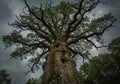 Majestic Ancient Oak Tree Reaching for the Sky Royalty Free Stock Photo
