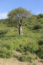 Seldom baobab in Tanzania Royalty Free Stock Photo