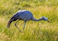 Seldom picture of a Blue crane walking through the savannah grass of the Etosha National park in northern Namibia Royalty Free Stock Photo