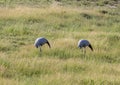 Seldom picture of a Blue crane walking through the savannah grass of the Etosha National park in northern Namibia