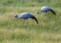 Seldom picture of a Blue crane walking through the savannah grass of the Etosha National park in northern Namibia Royalty Free Stock Photo