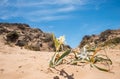 Seldom plant sea daffodil, pancratius maritimum, blurry beach in background